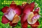 ֹ,󷨵ӹ編ִʦ𻪵(24)
