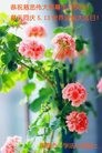 ֹ,ʡ󷨵ӹ編ִʦ𻪵(26)