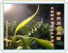 ֹ,Ĵ󷨵ӹ編ִʦ𻪵(26)