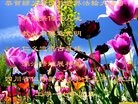 ֹ,Ĵ󷨵ӹ編ִʦ𻪵(26)