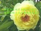 ֹ,󷨵ӹ編ִʦ𻪵(18)