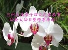 ֹ,󷨵ӹ編ִʦ𻪵(19)