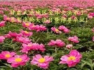 ֹ,󷨵ӹ編ִʦ𻪵(19)