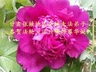 ֹ,󷨵ӹ編ִʦ𻪵(19)