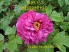 ֹ,󷨵ӹ編ִʦ𻪵(20)