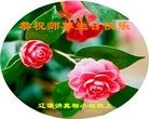 ֹ,ʡ󷨵ӹ編ִʦ𻪵(20)