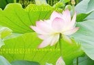 ֹ,մ󷨵ӹ編ִʦ𻪵(21)