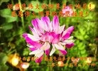 ֹ,󷨵ӹ編ִʦ𻪵(20)