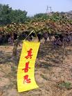 Published on 10/15/2004 China: Fluttering Dafa Banners at a Grape Festival (Photos)
During what is called "Golden Week" in China - the Chinese National Day Week, a city held a Grape Festival. A large vineyard of several acres attracted businessmen and tourists in a continuous stream, who come to pick grapes and enjoy the nice weather. Under the blue sky and among the sea of grapes, there were many banners telling people the facts about Dafa. 
