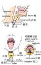 Published on 1/31/2001 Illustration of tracheotomy procedure indicates that it is inconceivable that Liu Siying spoke and sang clearly after the surgey.