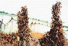Published on 6/22/2002 Locust infestation had caused severe damage in China.