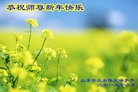 Published on 2/8/2013 法轮功,潍坊大法弟子恭祝师尊新年好（17条）
