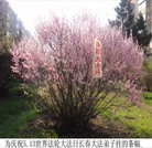 Published on 5/18/2010 ֹ,Ƭĳ513ճֵ - ִ - minghui.org