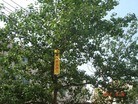 Published on 7/20/2012 ֹ,һ¶ʮմ½ۺϢ - ִ
