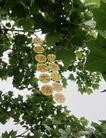 Published on 5/27/2013 ֹ,һ¶ʮմ½ۺϢ
