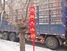 Published on 3/1/2016 ֹ,½صչ壨5 
