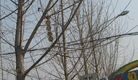 Published on 4/10/2017 ֹ,½չ塢 