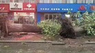 Published on 5/12/2017 ֹ,籩СѮ̫ҵʦ 
