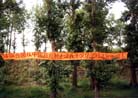 Published on 11/27/2001 Practitioners in the Countryside Clarify the Truth to the Tourists

