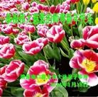 Published on 1/30/2014 ֹ,½󷨵ӹףʦ(29)
