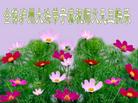 Published on 1/1/2006 ½ϱ󷨵ӹףȱΰʦãģ