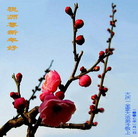 Published on 1/1/2007 ½󷨵ӹףʦ֣ţ