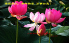 Published on 2/1/2006 ½󷨵ӹףʦũãʮһ