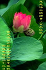 Published on 2/18/2007 ½󷨵ʦ꣨