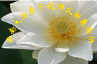 Published on 2/18/2007 ½󷨵ʦ꣨