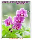 Published on 2/19/2007 ½󷨵ȱʦ꣨ʮһͼ