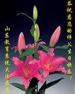 Published on 5/12/2008 ½󷨵ף編ִʦٳ