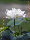 Published on 2/14/2013 ֹ,½󷨵ӹףʦã45
