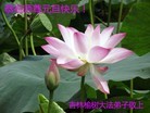 Published on 1/1/2012 ֹ,½󷨵ӹףʦԪ֣ʮһ - ִ
