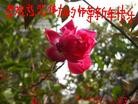 Published on 1/1/2012 ֹ,½󷨵ӹףʦԪ֣壩 - ִ
