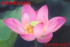 Published on 1/1/2012 ֹ,½󷨵ӹףʦԪ֣ţ - ִ
