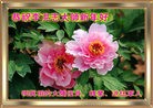 Published on 1/23/2012 ֹ,ӡ˾ŵĴ󷨵Ӹʦ - ִ
