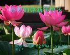Published on 1/23/2012 ֹ,½󷨵ӹףʦã162 - ִ
