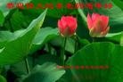 Published on 1/23/2012 ֹ,½ҵ󷨵ӹףʦ֣214 - ִ
