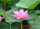 Published on 1/23/2012 ֹ,½󷨵ӹףʦã162 - ִ
