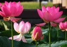 Published on 1/23/2012 ֹ,½󷨵ӹףʦã193 - ִ
