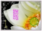 Published on 1/24/2012 ֹ,½󷨵ӹףʦã163 - ִ
