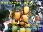Published on 1/24/2012 ֹ,½󷨵ӹףʦã192 - ִ
