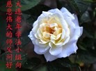 Published on 1/1/2013 ֹ,½󷨵ӹףʦԪ֣110

