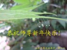 Published on 1/1/2013 ֹ,½󷨵ӹףʦԪ֣106
