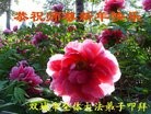 Published on 1/1/2013 ֹ,½󷨵ӹףʦԪ֣126
