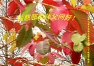 Published on 9/30/2012 ֹ,½󷨵ӹףʦ֣92
