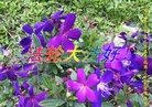 Published on 9/30/2012 ֹ,½󷨵ӹףʦ֣92
