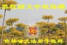 Published on 9/30/2012 ֹ,½󷨵ӹףʦ֣103
