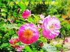 Published on 9/30/2012 ֹ,½󷨵ӹףʦ
