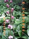 Published on 9/30/2012 ֹ,½󷨵ʺʦã85

